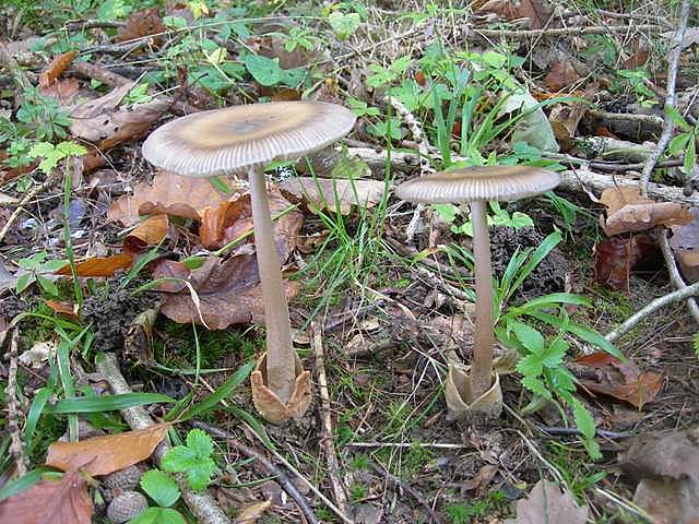 Amanita  battarrae  (Boud.)  Bon